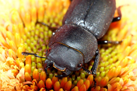 较小的鹿角甲虫图片