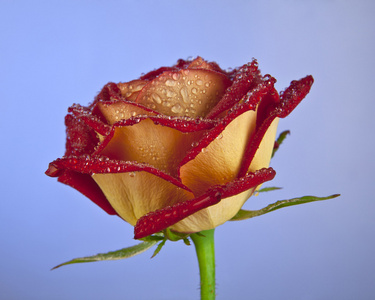 水珠玫瑰