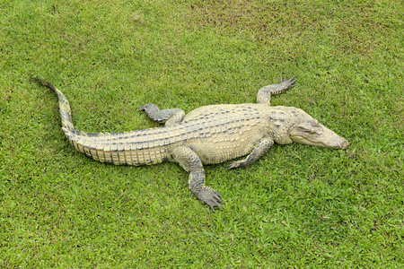 鳄鱼休息