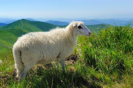 羊山