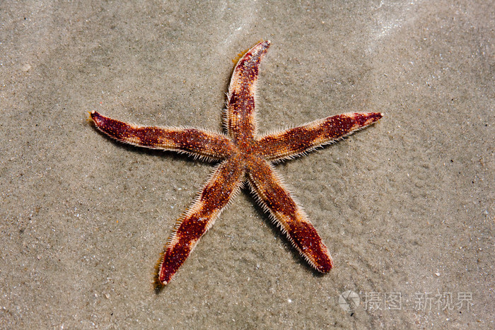 在海滩上不寻常的斑点的海星