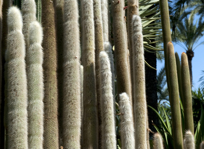 仙人掌植物