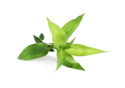 白色背景美丽的绿色竹叶照片