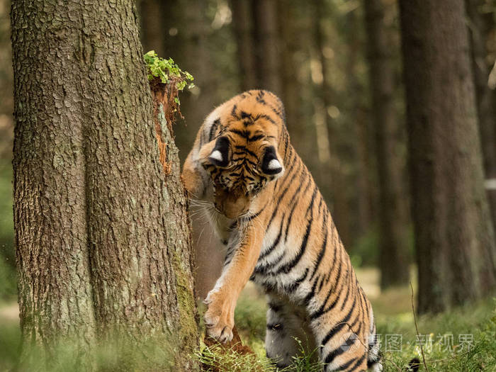 一只大老虎爬上森林里的一棵树.老虎在野生的性质.