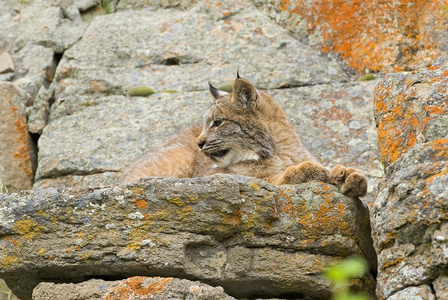 年轻的加拿大猞猁在岩架上