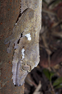肖像脂肪尾壁虎 Uroplatus fimbriatus, 八卦 Mangabe, 马达加斯加