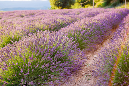 在普罗旺斯，法国的 valensole 附近的薰衣草田