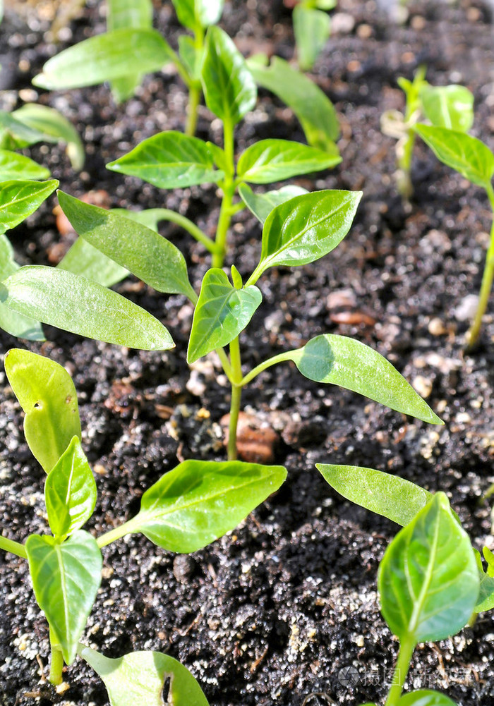 幼苗的甜辣椒