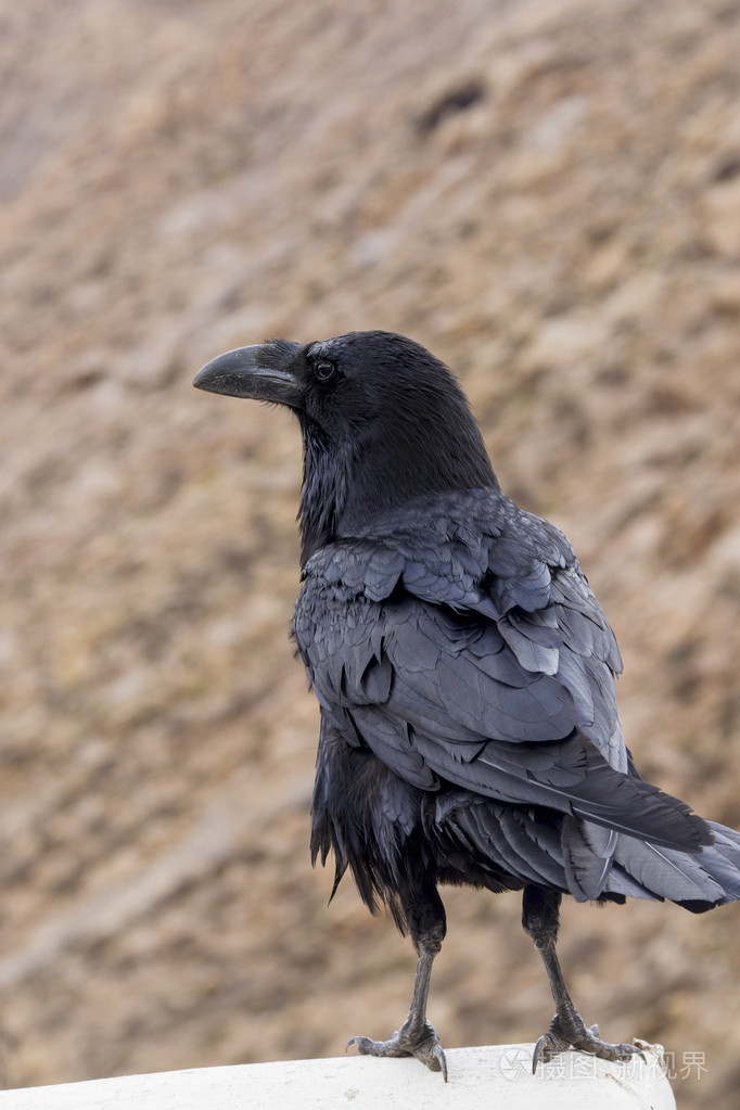 在一个窗台上的乌鸦照片-正版商用图片0bkdi9-摄图新视界