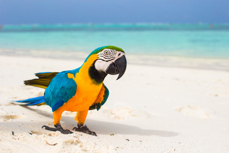 在马尔代夫的白沙滩上可爱明亮多彩鹦鹉