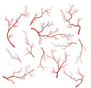 在白色背景查出的血管和血管, 红色毛细血管, 动脉的向量例证集