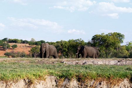非洲大象在丘比国家公园