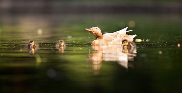 在一个池塘上的可爱鸭子家庭