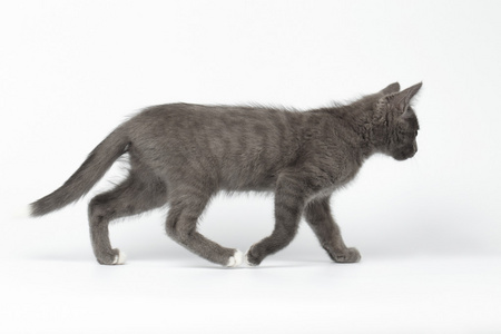 步行的小猫图片