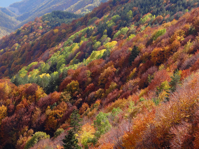 秋季山地山上的五颜六色的树