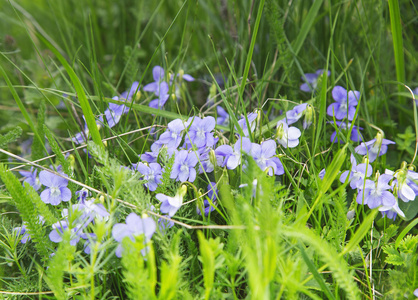 在草丛中的野生紫罗兰