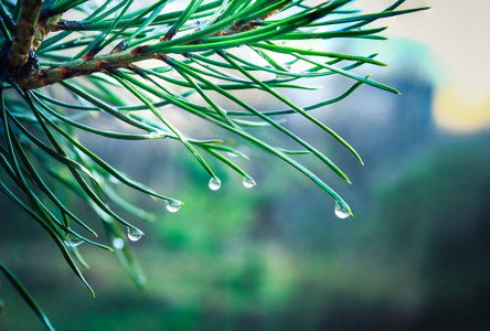 最后一滴夏日雨挂在松针尖上