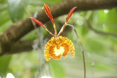 特写花开花和开花三叶草花五颜六色的颜色