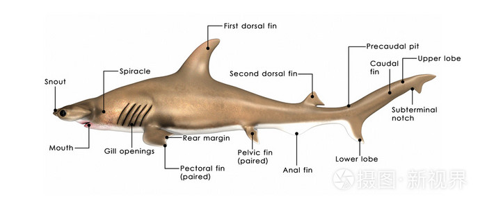 鲨鱼生殖图片