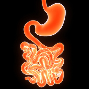 人体消化系统图片