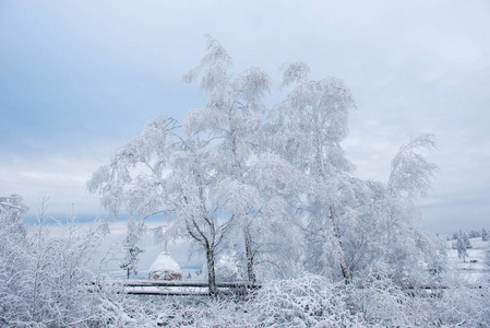 冬天的树木覆盖着霜霜和雪。