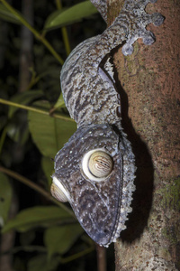 肖像脂肪尾壁虎 Uroplatus fimbriatus, 八卦 Mangabe, 马达加斯加