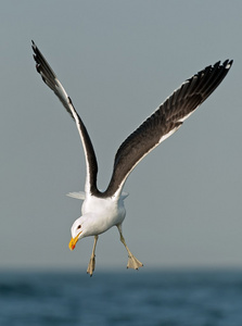 飞海带鸥大