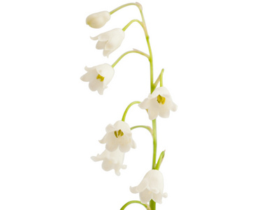 铃兰花束图片-铃兰花束素材-铃兰花束插画-摄图新视界