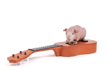 啮齿动物的音乐家图片
