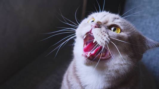 特写.在沙发上受惊的猫.在某事上发出嘘声照片