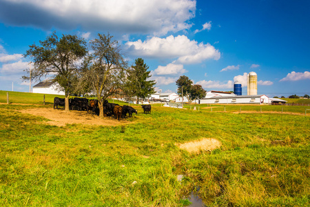 牛和在农村约克县，宾夕法尼亚州的一个农场的谷仓