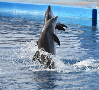 在西班牙的水族馆海豚