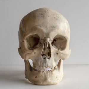 真正的人类头骨图片