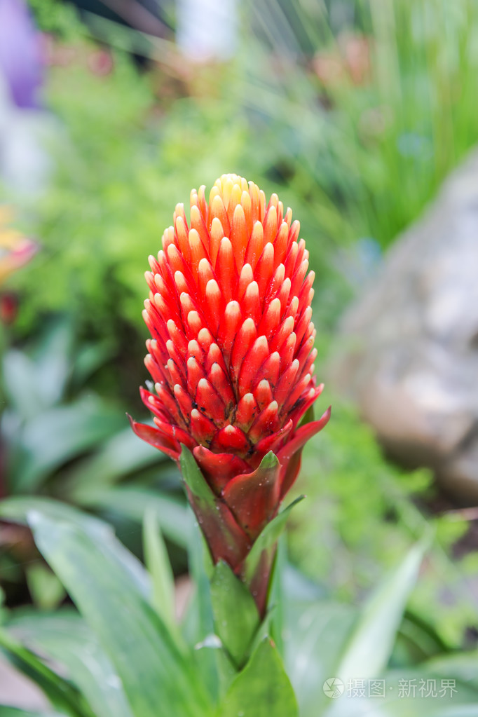 美菠萝花照片-正版商用图片0bkscj-摄图新视界