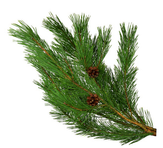 绿松圣诞树绿枝和锥体在白色背景下分离。松树的绿色枝与圆锥。圣诞节