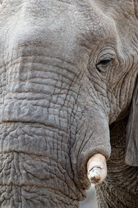 在埃托沙国家公园的大非洲大象