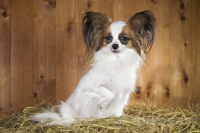 巴比龙狗坐在一根稻草