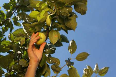 一个白人妇女的手从树枝上摘下一个绿色的苹果, 叶子靠在蓝天上。