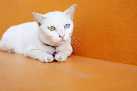 猫有两个不同的眼睛颜色两个苏格兰小猫的肖像两个美丽的微笑的女孩