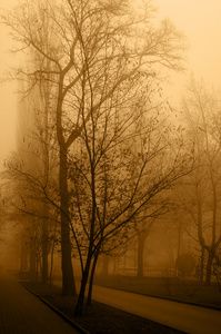 城市大道上的晨雾