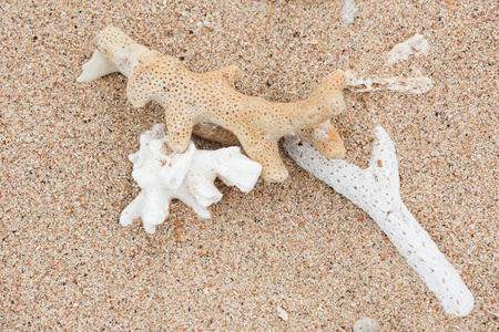 户外零件干珊瑚零件在海滩照片