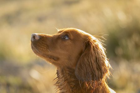 英国苏格兰郊外的淡褐色猎犬犬图片