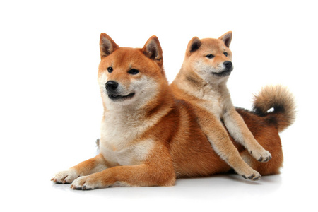 白色衬底上的两个 shiba inu 狗