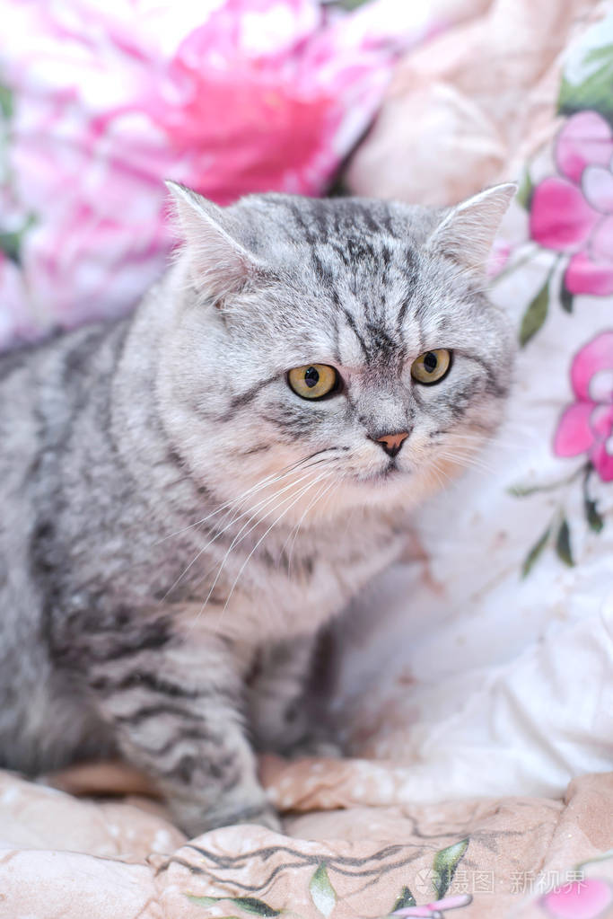毛茸茸的可爱的漂亮的大灰猫与巨大的枪口