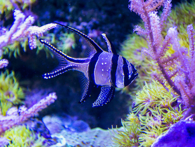 在一家水族馆 Banggai Cardinalfish