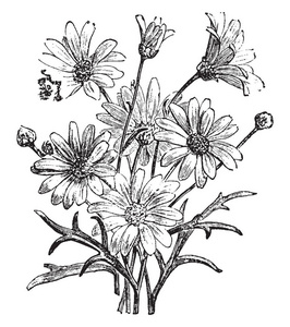 白色中心线除虫菊是一种多年生草本植物.它有灰色的多毛叶, 细而深裂.