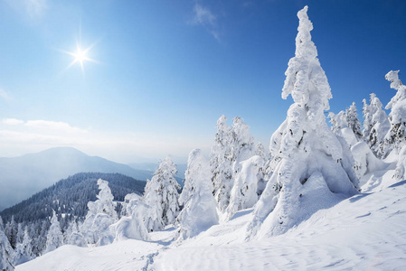 冬天下雪的森林。阳光明媚的日子, 蓝天灿烂。雪后与冷杉树的圣诞美景。山风景