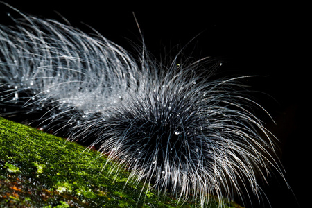 上面坐着自己黄色毛茸茸的毛毛虫岩石上的毛茸茸的毛毛虫在松树上筑巢