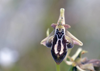 Ophrys, 克里特岛, 希腊