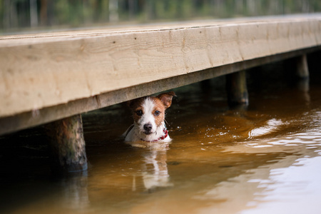 杰克罗素梗犬狗戏水